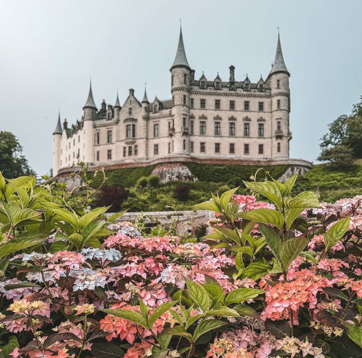 Dunrobin Castle and Hydrangeas