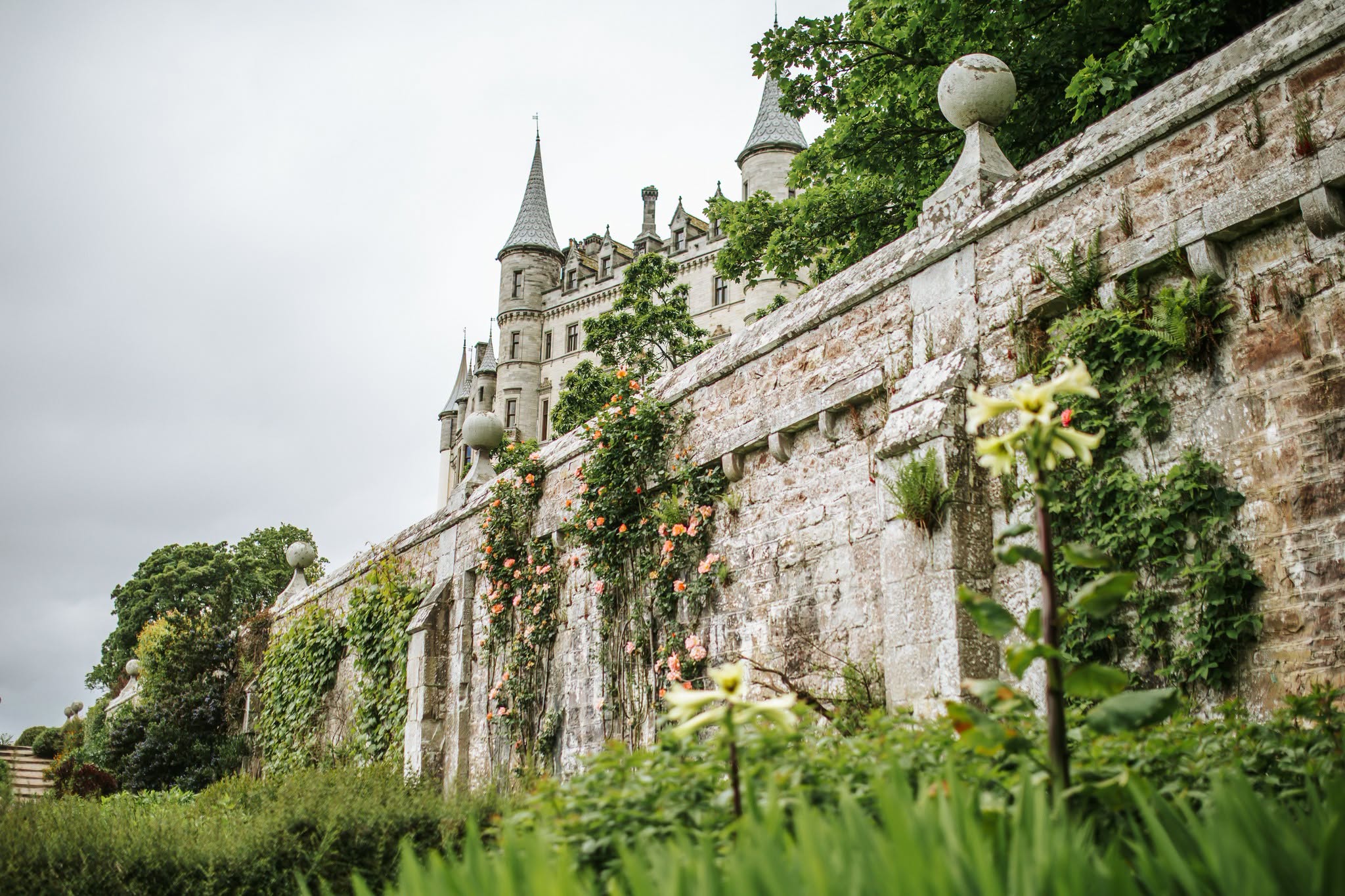 Dunrobin Castle Climbing flowers